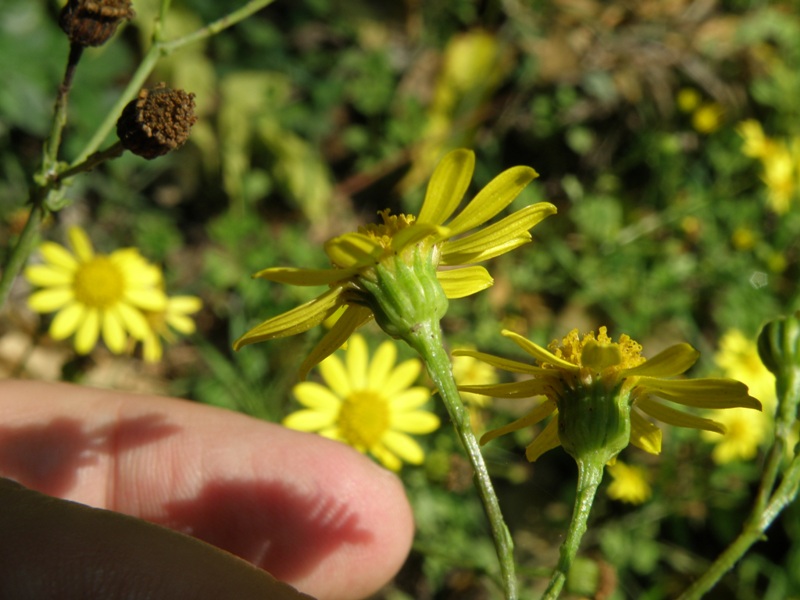 Jacobaea aquatica (= Senecio aquaticus) /Senecione dei fossi